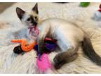Adopt Sia a White (Mostly) Siamese / Mixed (medium coat) cat in Pensacola