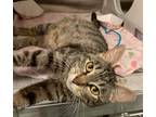Adopt Anais a Domestic Shorthair / Mixed cat in Raleigh, NC (41523671)