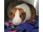 Adopt Pepsi a Guinea Pig small animal in Raleigh, NC (41523662)