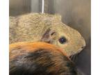 Adopt Cola a Guinea Pig small animal in Raleigh, NC (41523661)