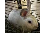 Adopt Elliot a Other/Unknown / Mixed rabbit in Napa, CA (41523651)