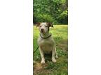 Adopt Mila a White - with Red, Golden, Orange or Chestnut Staffordshire Bull