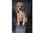 Adopt Ginger a Red/Golden/Orange/Chestnut - with White Cavapoo / Mixed dog in