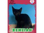 Adopt Kenziah a Domestic Shorthair / Mixed (short coat) cat in Kingman