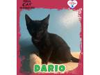 Adopt Dario a Domestic Shorthair / Mixed (short coat) cat in Kingman