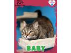 Adopt Baby a Domestic Shorthair / Mixed (short coat) cat in Kingman
