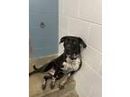 Adopt Forest a Staffordshire Bull Terrier / Coonhound / Mixed dog in Kelowna