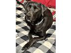 Adopt Kai a Black Labrador Retriever / Mixed dog in North Granby, CT (40924071)