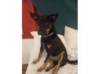 Adopt Heaven a Black - with Tan, Yellow or Fawn Shepherd (Unknown Type) /