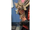Adopt Louie a Brown Tabby Domestic Longhair (long coat) cat in Springfield