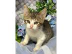 Adopt 3/10/24 - Sheldon a Domestic Shorthair / Mixed (short coat) cat in
