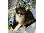 Adopt 3/28/24 - Blossom a Domestic Shorthair / Mixed (short coat) cat in