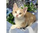 Adopt 4/14/24 - Napoleon a Domestic Shorthair / Mixed (short coat) cat in