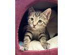 Adopt 4/30/24 - Chalupa a Domestic Shorthair / Mixed (short coat) cat in