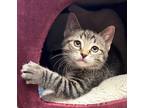 Adopt 4/30/24 - Nacho a Domestic Shorthair / Mixed (short coat) cat in