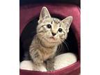 Adopt 4/30/24 - Baja a Domestic Shorthair / Mixed (short coat) cat in