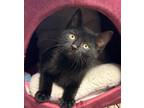 Adopt 4/30/24 - Taco a Domestic Shorthair / Mixed (short coat) cat in