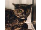 Adopt Cannoli a Domestic Shorthair / Mixed cat in Castlegar, BC (41523503)