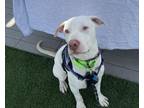 Adopt Aspen a White - with Tan, Yellow or Fawn Bull Terrier / Mixed Breed