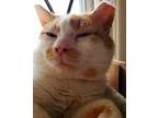 Adopt Creamsicle a Orange or Red Domestic Shorthair / Mixed (short coat) cat in