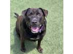 Adopt Elliott a Labrador Retriever / Mixed dog in Oceanside, CA (41506606)