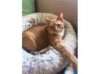 Adopt Hanna a Orange or Red Domestic Mediumhair / Mixed cat in Pensacola