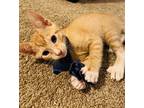 Adopt Tod a Orange or Red Domestic Shorthair / Mixed (short coat) cat in