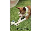 Adopt Pierre a Mixed Breed (Medium) / Mixed dog in Fond du Lac, WI (41507904)