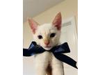 Adopt Blue Eyes a White (Mostly) American Shorthair / Mixed (short coat) cat in