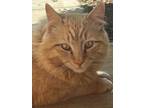Adopt Pippin a Orange or Red Domestic Longhair / Mixed (long coat) cat in