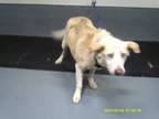 Adopt a Tan/Yellow/Fawn Husky dog in Jourdanton, TX (41523486)