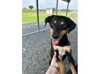 Adopt a Black Spaniel (Unknown Type) dog in Jourdanton, TX (41507447)