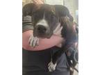 Adopt Racer a American Pit Bull Terrier / Boxer / Mixed dog in Henderson