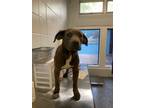 Adopt Nathaniel a Labrador Retriever / American Pit Bull Terrier / Mixed dog in