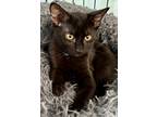 Adopt fuzzy a Black (Mostly) Domestic Shorthair (medium coat) cat in Lecanto