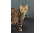 Adopt Mystic a Domestic Shorthair / Mixed (short coat) cat in Neillsville