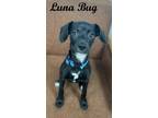Adopt Luna Bug a Mixed Breed (Medium) / Mixed dog in Neillsville, WI (41523545)