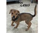 Adopt Zeus a Mixed Breed (Medium) / Mixed dog in Neillsville, WI (41523544)