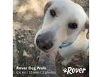 Adopt Buddy a Tan/Yellow/Fawn Labrador Retriever / Mixed dog in Houston
