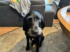 Adopt Charlie a Black Labrador Retriever / German Wirehaired Pointer / Mixed dog