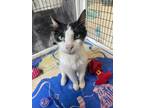 Adopt Frosty a All Black Domestic Shorthair / Mixed Breed (Medium) / Mixed