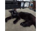 Adopt Kitty a All Black Domestic Mediumhair / Mixed (medium coat) cat in