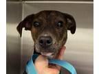 Adopt Tabasco a Terrier (Unknown Type, Medium) / Mixed dog in Des Moines