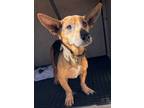 Adopt Loretta* a Dachshund / German Shepherd Dog / Mixed dog in Pomona