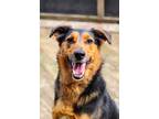 Adopt Buzz a Brown/Chocolate - with Black Australian Shepherd / Collie / Mixed