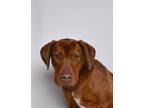Adopt Moose a Red/Golden/Orange/Chestnut Mixed Breed (Large) dog in Jefferson