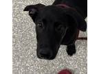 Adopt Duke a Labrador Retriever / Mixed dog in Houston, TX (41523167)