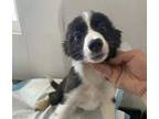 Adopt Coco a Black - with White Border Collie / Mixed dog in Irvine