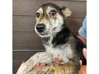 Adopt Tessie a Mixed Breed (Medium) / Mixed dog in Rancho Santa Fe