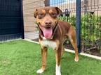 Adopt YOGI a Brown/Chocolate Siberian Husky / Mixed dog in Tustin, CA (41522956)